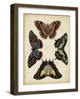 Display of Butterflies IV-Vision Studio-Framed Art Print