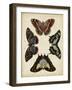 Display of Butterflies IV-Vision Studio-Framed Art Print