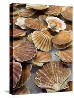 Display of Fresh Scallops, Venice, Italy-Wendy Kaveney-Stretched Canvas