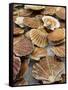 Display of Fresh Scallops, Venice, Italy-Wendy Kaveney-Framed Stretched Canvas