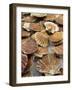 Display of Fresh Scallops, Venice, Italy-Wendy Kaveney-Framed Photographic Print