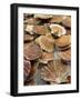 Display of Fresh Scallops, Venice, Italy-Wendy Kaveney-Framed Photographic Print