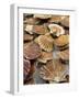 Display of Fresh Scallops, Venice, Italy-Wendy Kaveney-Framed Photographic Print