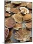 Display of Fresh Scallops, Venice, Italy-Wendy Kaveney-Mounted Photographic Print