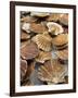 Display of Fresh Scallops, Venice, Italy-Wendy Kaveney-Framed Photographic Print