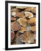 Display of Fresh Scallops, Venice, Italy-Wendy Kaveney-Framed Photographic Print