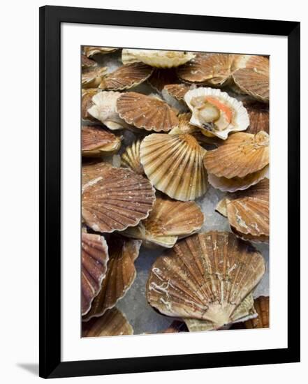 Display of Fresh Scallops, Venice, Italy-Wendy Kaveney-Framed Photographic Print