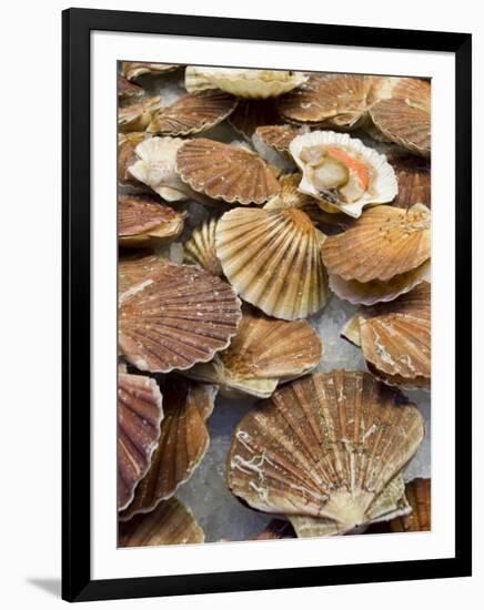 Display of Fresh Scallops, Venice, Italy-Wendy Kaveney-Framed Photographic Print