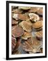 Display of Fresh Scallops, Venice, Italy-Wendy Kaveney-Framed Photographic Print