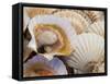 Display of Fresh Scallops, Venice, Italy-Wendy Kaveney-Framed Stretched Canvas