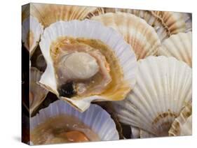 Display of Fresh Scallops, Venice, Italy-Wendy Kaveney-Stretched Canvas