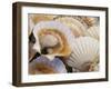 Display of Fresh Scallops, Venice, Italy-Wendy Kaveney-Framed Photographic Print