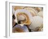 Display of Fresh Scallops, Venice, Italy-Wendy Kaveney-Framed Photographic Print