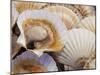 Display of Fresh Scallops, Venice, Italy-Wendy Kaveney-Mounted Photographic Print