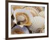 Display of Fresh Scallops, Venice, Italy-Wendy Kaveney-Framed Photographic Print