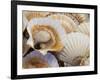 Display of Fresh Scallops, Venice, Italy-Wendy Kaveney-Framed Photographic Print