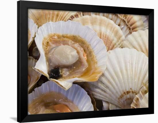 Display of Fresh Scallops, Venice, Italy-Wendy Kaveney-Framed Photographic Print