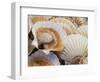 Display of Fresh Scallops, Venice, Italy-Wendy Kaveney-Framed Photographic Print