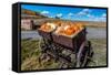 Display of Halloween Pumpkins, Hastings Mesa, Colorado - near Ridgway-null-Framed Stretched Canvas