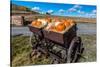 Display of Halloween Pumpkins, Hastings Mesa, Colorado - near Ridgway-null-Stretched Canvas