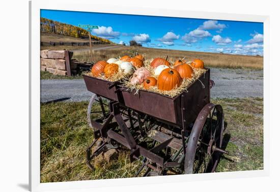 Display of Halloween Pumpkins, Hastings Mesa, Colorado - near Ridgway-null-Framed Photographic Print