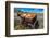 Display of Halloween Pumpkins, Hastings Mesa, Colorado - near Ridgway-null-Framed Photographic Print