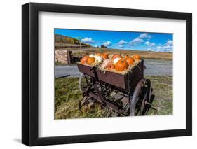 Display of Halloween Pumpkins, Hastings Mesa, Colorado - near Ridgway-null-Framed Photographic Print