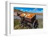 Display of Halloween Pumpkins, Hastings Mesa, Colorado - near Ridgway-null-Framed Photographic Print