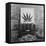 Display of Marijuana by the U.S. Treasury Department, Ca. 1940-49-null-Framed Stretched Canvas