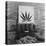 Display of Marijuana by the U.S. Treasury Department, Ca. 1940-49-null-Stretched Canvas