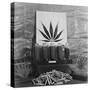 Display of Marijuana by the U.S. Treasury Department, Ca. 1940-49-null-Stretched Canvas