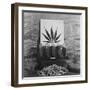 Display of Marijuana by the U.S. Treasury Department, Ca. 1940-49-null-Framed Photo