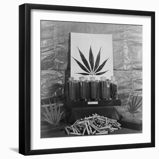 Display of Marijuana by the U.S. Treasury Department, Ca. 1940-49-null-Framed Photo