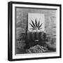 Display of Marijuana by the U.S. Treasury Department, Ca. 1940-49-null-Framed Photo