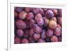 Display of Red Plums in the Caldas Da Rainha Open Air Market in Portugal-Mallorie Ostrowitz-Framed Photographic Print