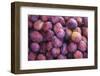 Display of Red Plums in the Caldas Da Rainha Open Air Market in Portugal-Mallorie Ostrowitz-Framed Photographic Print