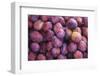 Display of Red Plums in the Caldas Da Rainha Open Air Market in Portugal-Mallorie Ostrowitz-Framed Photographic Print