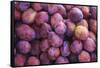 Display of Red Plums in the Caldas Da Rainha Open Air Market in Portugal-Mallorie Ostrowitz-Framed Stretched Canvas