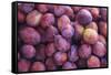 Display of Red Plums in the Caldas Da Rainha Open Air Market in Portugal-Mallorie Ostrowitz-Framed Stretched Canvas