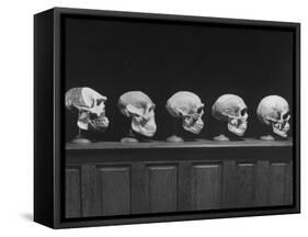 Display of Skulls Demonstrating Human Evolution-Fritz Goro-Framed Stretched Canvas