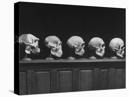 Display of Skulls Demonstrating Human Evolution-Fritz Goro-Stretched Canvas