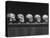 Display of Skulls Demonstrating Human Evolution-Fritz Goro-Stretched Canvas