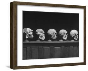 Display of Skulls Demonstrating Human Evolution-Fritz Goro-Framed Photographic Print