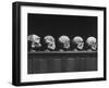 Display of Skulls Demonstrating Human Evolution-Fritz Goro-Framed Photographic Print