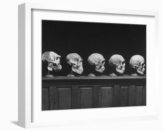 Display of Skulls Demonstrating Human Evolution-Fritz Goro-Framed Photographic Print