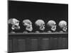 Display of Skulls Demonstrating Human Evolution-Fritz Goro-Mounted Photographic Print