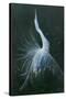 Displaying Egret-Michael Jackson-Stretched Canvas