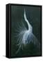 Displaying Egret-Michael Jackson-Framed Stretched Canvas