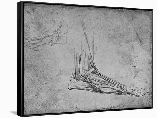 'Dissection of a Bear's Foot to the Right', c1480 (1945)-Leonardo Da Vinci-Framed Stretched Canvas