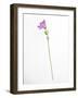 Distance-Will Wilkinson-Framed Photographic Print